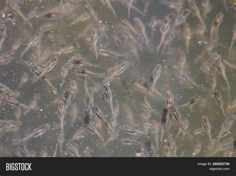 Baby Largemouth Bass