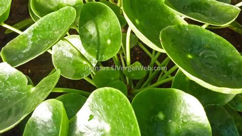 Pilea Peperomioides Cuidados En Pasos Gu A Pr Ctica