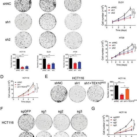 TEX10 depletion reduces NFκB activity A Gene set enrichment analysis