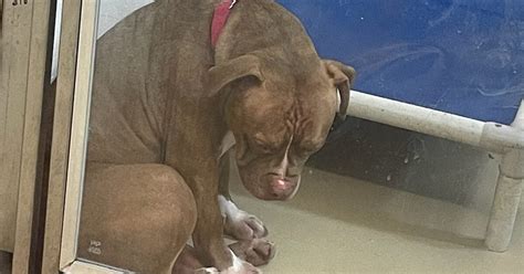 Lo Sguardo Triste Del Pit Bull Commuove Il Web Nessuno Vuole Adottare