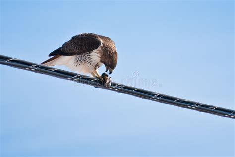 Red-Tailed Hawk Feeding On Catch Stock Images - Image: 23179244