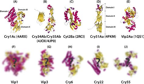 Bt Toxin Structures Known Three Dimensional Structures Of Insecticidal