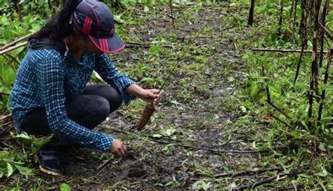 Plantar N Mil Rboles En Zonas Degradadas De Madre De Dios