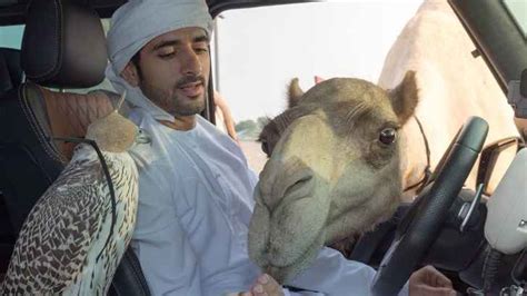 30 Bizarre Things You D Only See In Dubai Page 14 Of 56 Housediver