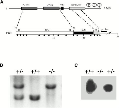 Targeted Disruption Of The Murine ErbB2 Gene A Schematic