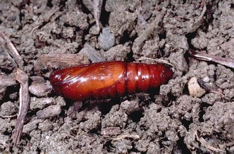 Living Insects Mythimna separata(Oriental armyworm) Pupae - Biological ...