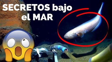 Secretos Bajo el Mar Curiosidades Asombrosas del Reino Acuático