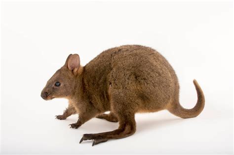 Red-Bellied Pademelon (Thylogale billardierii) - Joel Sartore