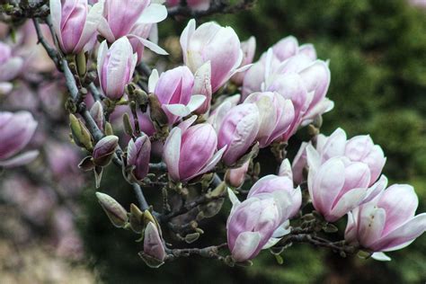 Magnolias Flores Floreciendo Foto Gratis En Pixabay Pixabay