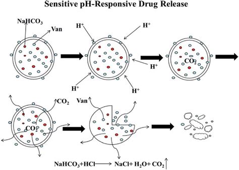 Scheme Of The Releasing Mechanism Of Ph Responsive Drug Microspheres