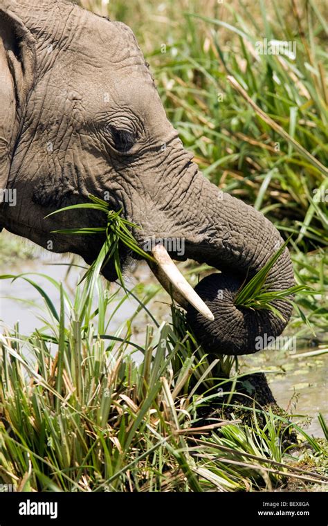 African Elephant Masai Mara National Reserve Kenya Stock Photo Alamy