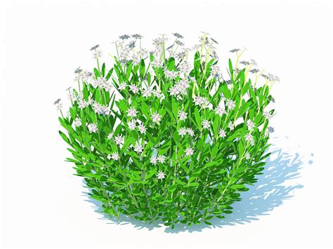 sweet woodruff ground cover 6