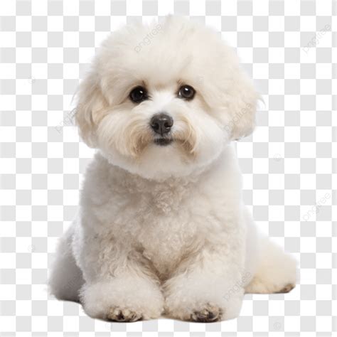 Perros Bichon Frise Aislados Sobre Fondo Blanco Transparente Png