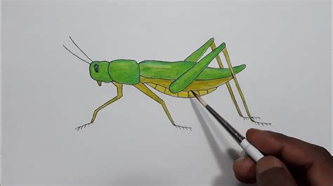 How To Draw Grasshopper Step By Step Very Easy Youtube