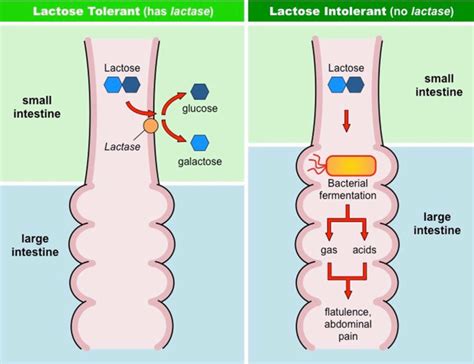 Predict The Function Of The Lactase Enzymes