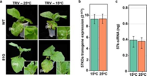 Effect Of Temperature In The Resistance Phenotype Of The 81G Nicotiana