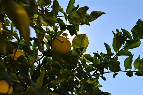 Lemon Tree Limon Árbol - Free photo on Pixabay