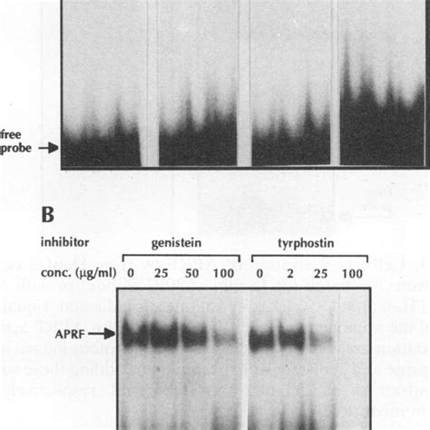 Effects Of Protein Kinase Inhibitors On The APRF Activation By IL 6