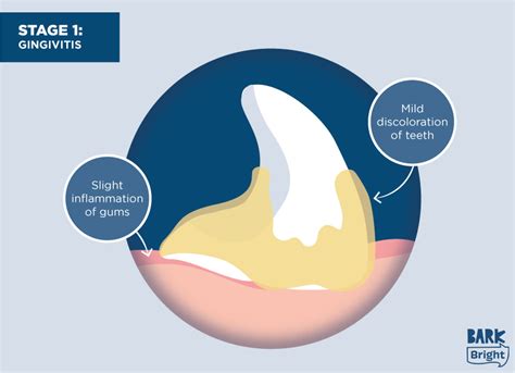 Periodontal Disease Stages In Dogs