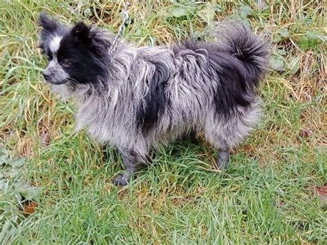 Chiot Spitz Nain Non Lof Disponible Petite Annonce Chien