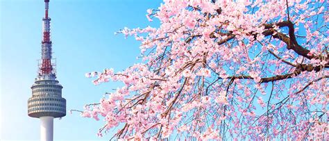 cherry blossoms south korea koreas cherry blossoms  pictures