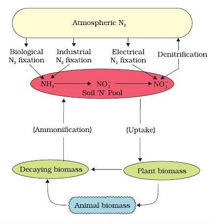 Difference Between Nitrification and Denitrification - Testbook.com