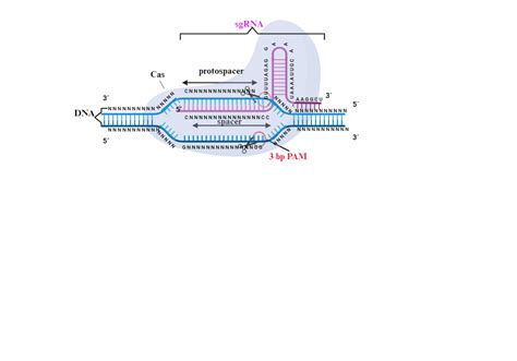 CRISPR/Cas9 gene editing system | BioRender Science Templates