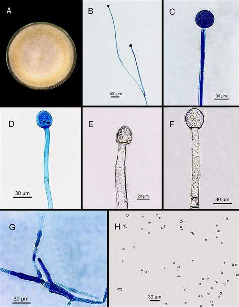 Mucor Irregularis Urm 7723 A Colony B Sporangiophore With Simple