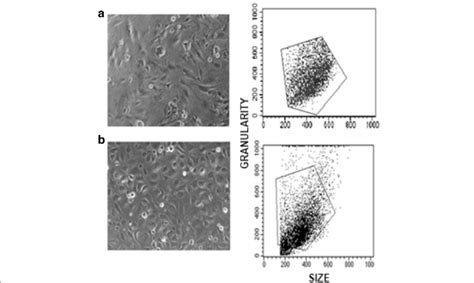 Characteristics Of Hmec 1 A Compared With Huvec B Morphology Was