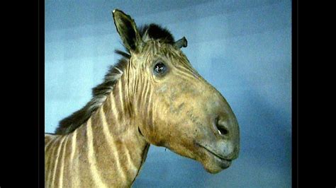 8 animales extintos que nunca más volveremos a ver