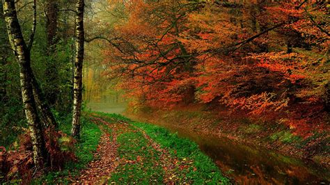 Fonds D écran Les Feuilles D Automne Arbres Forêt Automne Chemin De Promenade Rivière