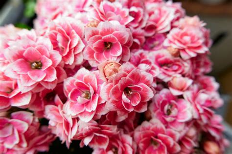 "Kalanchoe Blossfeldiana" Images – Browse 1,979 Stock Photos, Vectors, and Video | Adobe Stock