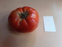 What Tomatoes Are Indeterminate Printable List Of 22 Types