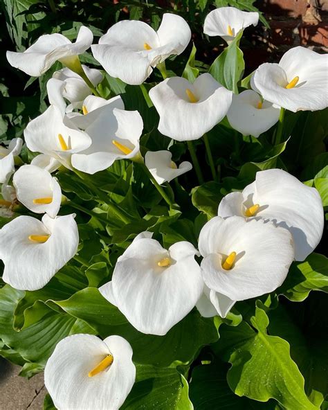 Arum Lily Care and Growing Guide | Tips to Grow Zantedeschia ...