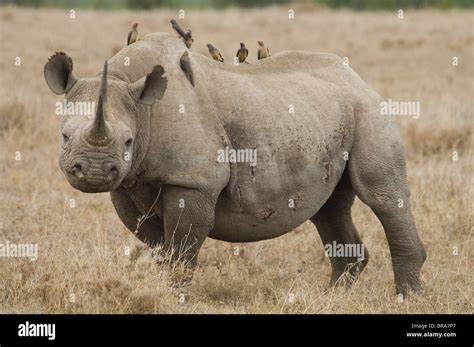 Oxpecker And Rhino Relationship