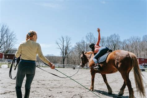 Effective Horse Training Techniques For Beginners - Homey Gears