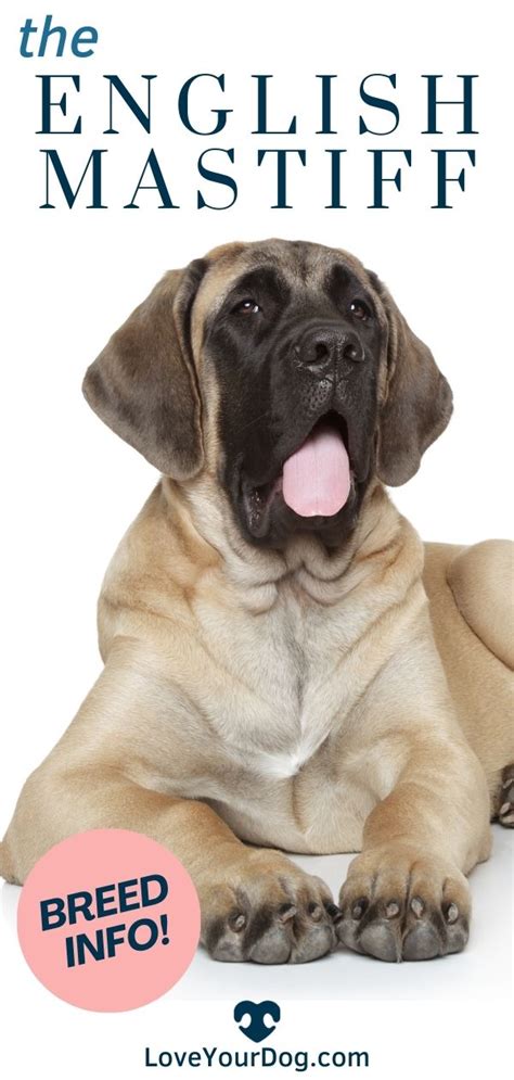 English mastiff dog breed information facts traits pictures more – Artofit