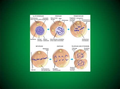 The Plant Kingdom Asexual Reproduction Ppt Download