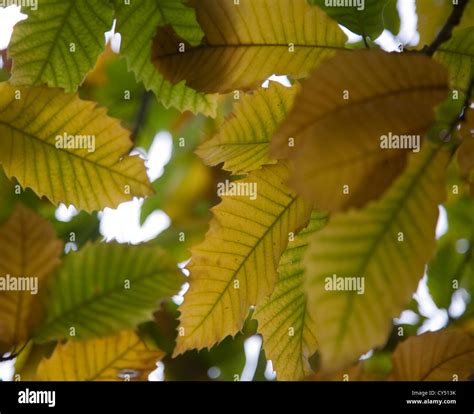 Chestnut Tree Autumn Leaves Hi Res Stock Photography And Images Alamy