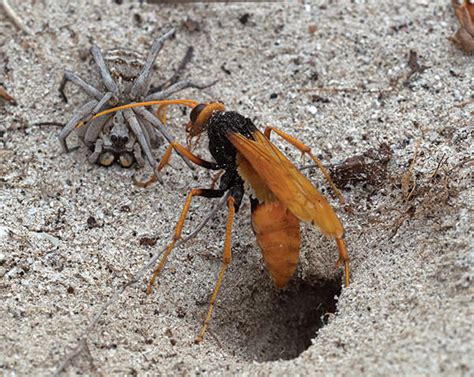 Spider Wasps Land For Wildlife