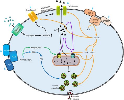 Insulin Secretion Pathway