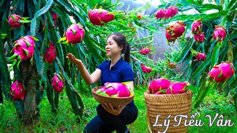 Full How To Harvest Dragon Fruit Goes To The Market Sell Harvesting