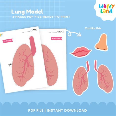 Lung Model Lung Model Printable Anatomy Printables Lung Learning