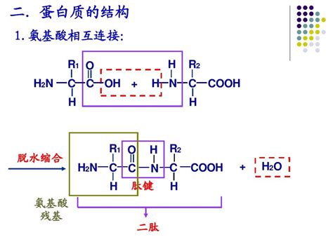 蛋白质的结构和功能word文档在线阅读与下载免费文档