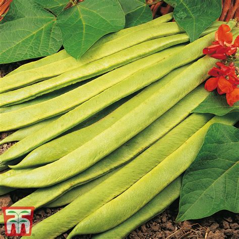 Runner Bean Scarlet Emperor Organic Seeds Thompson Morgan