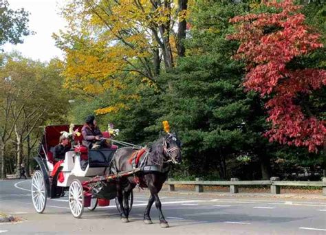 Central Park Horse Carriage Ride NY