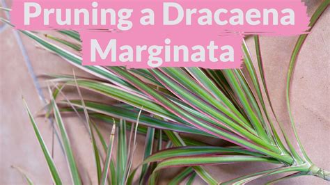 A Dracaena Marginata Needs Pruning How To Do It Youtube