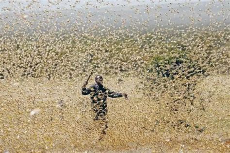 India Will Use Drones To Fight Locust Swarms As Dgca Issues Clearance