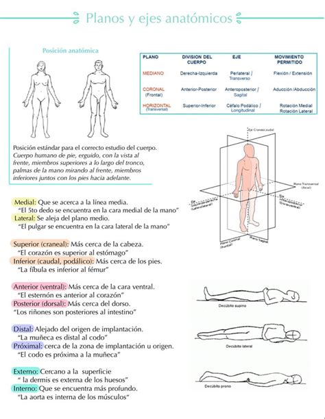 Planos Y Ejes Anat Micos Anatomia Funcional Oposiciones Auxiliar De