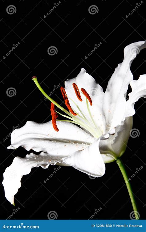 Black And White Lily Flower Stock Photo Image Of Purity Florist